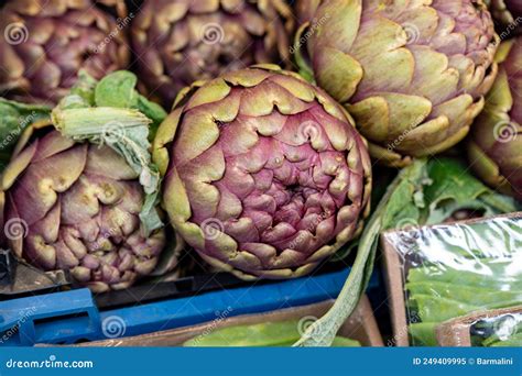 Heads Of Fresh Organic Artichoke Flowers Edible Vegetables Purple