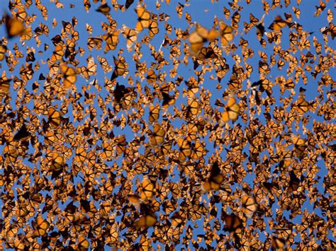 Webinar Alert The Amazing Migration Of Monarch Butterflies Blog