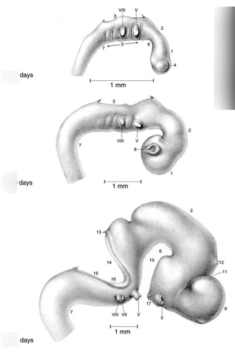 Neuroembryology Formation Of The Brain Regions P Lateral Views Of