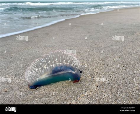 Man of war jellyfish on beach - tolfpan