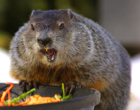 Town defends groundhog Wiarton Willie after complaints over cold ...