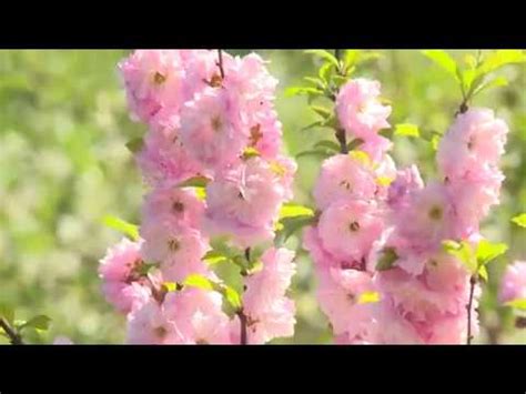 Луизиания или миндаль трехлопастной - YouTube