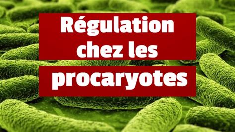 La régulation de l expression des gènes chez les procaryotes YouTube