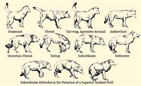 Anatomy of The Wolf | Wiki | Wolf Amino Amino