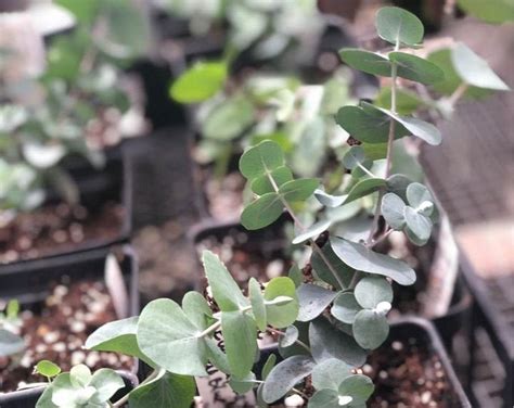 Eucalyptus Globulus Blue Gum Eucalyptus Tree Plant in 2.5 Inch Pot - Etsy