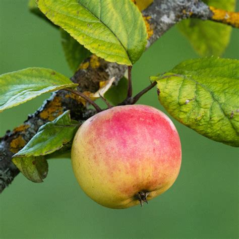 Arbre fruitier à planter Pommiers Malus domestica Elstar