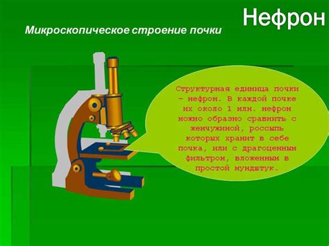 Почка. Функции почки - online presentation