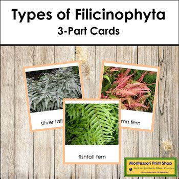 Plant Kingdom: Types of Filicinophyta (color borders) by Montessori ...