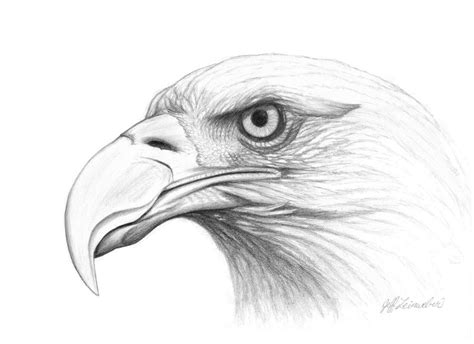 Bald Eagle Head by BadBats on DeviantArt