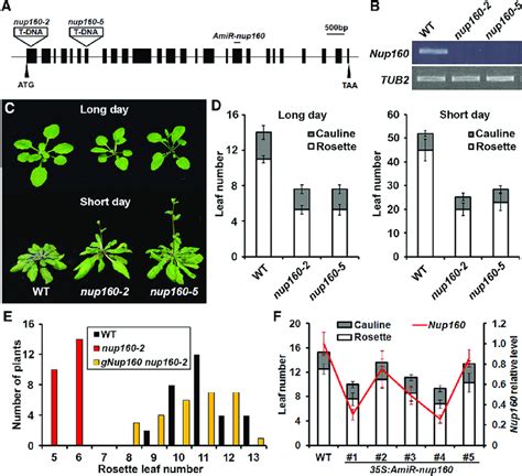 Nup160 Regulates Flowering Time In Arabidopsis Download Scientific