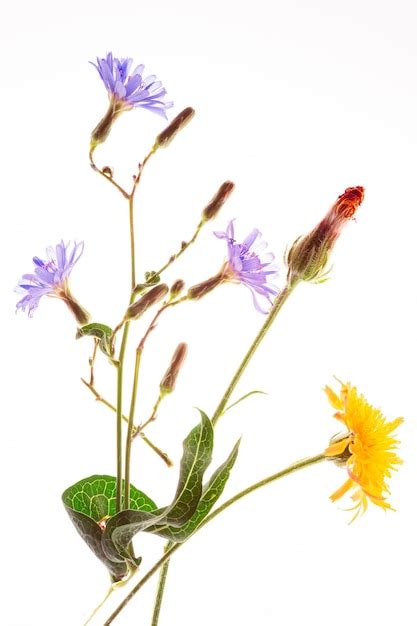 Premium Photo Chicory Flower Cichorium Intybus And Crepis Close Up