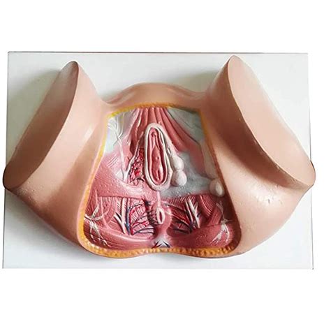 Buy Dbscd Female Perineal Model Female Pelvic Model Vulva Urine