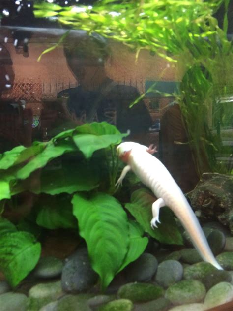 Axolotl, Aquarium, Fish, Pets, Animals, Goldfish Bowl, Animales ...