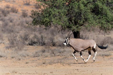 Oryx In The Dry Red Dunes Of The Kgalagadi Transfrontier Park Stock