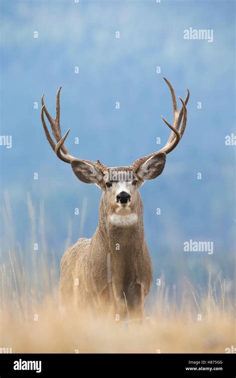 Mule Deer Odocoileus Hemionus Buck Western Montana Stock Photo Alamy