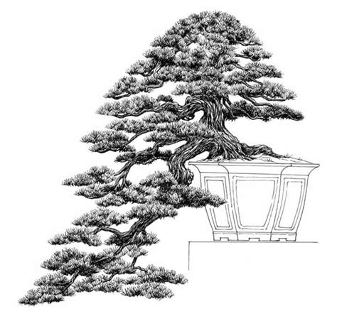 Juniper Azul Juniperus Horizontalis Blue Chip MyBonsai Br