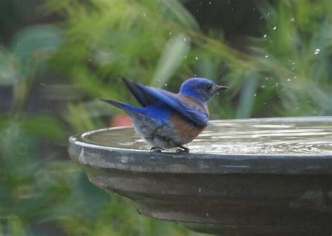 Birds Love Water Features | Outside My Window