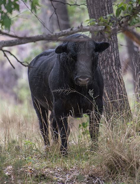 Cow Attacks In Mexico