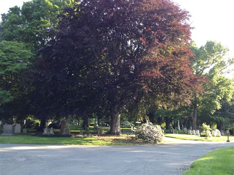 Copper beech | Headstones, Cemetery art, Cemetery