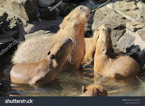 Happy Capybaras Enjoying Hot Spring Stock Photo Shutterstock