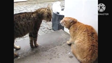 Cats meowing very loudly ( Very Angry Cats ) - One News Page VIDEO