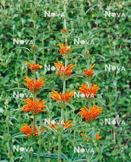 Leonotis Leonurus