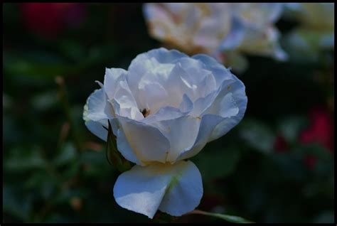 湧永庭園・花の女王・薔薇の花～♪ てるてる坊主