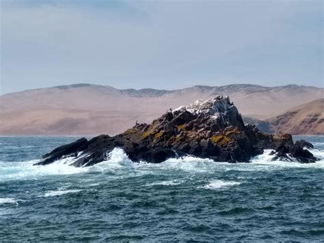 Lima Palomino Islands Speedboat Tour Swim With Sea Lions Getyourguide