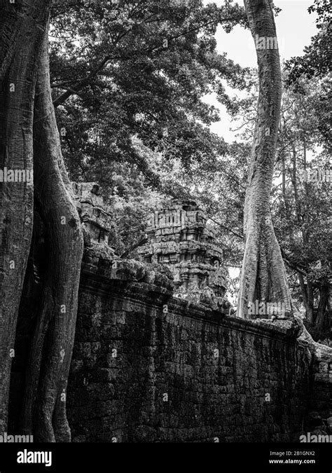 Image Of Ta Prohm Temple The Photogenic Temple At Angkor Wat