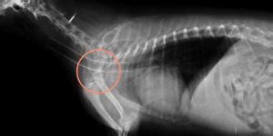 Derrame pleural en gatos Causas síntomas diagnóstico y tratamiento