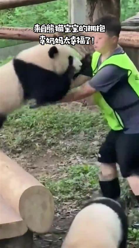 来自熊猫宝宝的拥抱，李奶妈太幸福了！