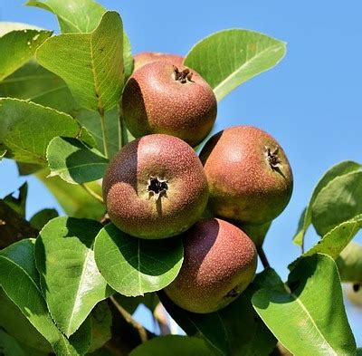 Apples (Quarter Peck) – Stone Church Acres