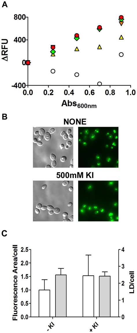 The Bodipy Fluorescence Signal Quenched By Iodide Is Recovered By The