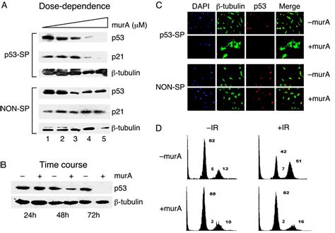 Inducible Reversible And Stable Rna Interference In Mammalian Cells