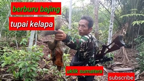 Berburu Bajingtupai Kelapadi Kebun Sawit Youtube