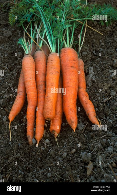 Garden Carrots Imperator Daucus Carota Var Sativus Usa Stock Photo Alamy