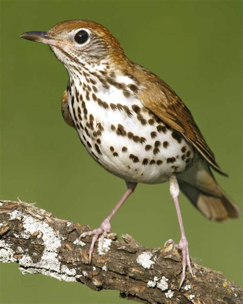 Thrush (bird) - Alchetron, The Free Social Encyclopedia