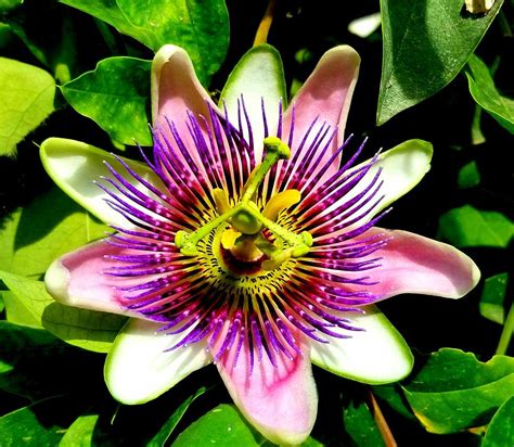 Purple Passion Flower Photograph By Ladonna Mccray Fine Art America