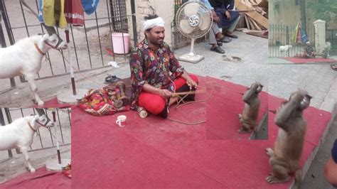 Bandar Ka Khel Heera Mandi Lahore Bander Ka Tamasha Monkey Funny