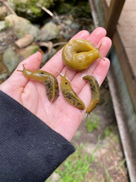 banana slug in 2025 | Cool bugs, Pretty animals, Beautiful bugs