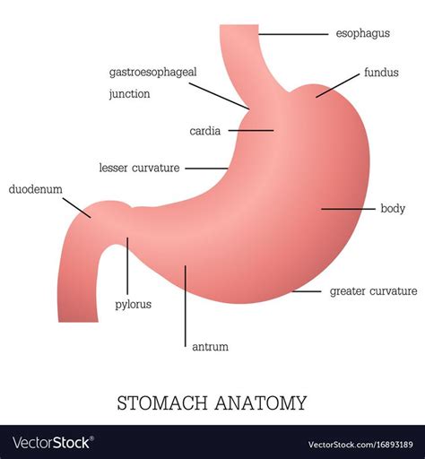 Structure And Function Of Stomach Anatomy System Vector Image On