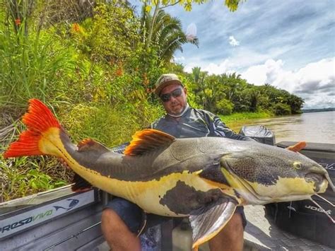 Pescador Fisga Pirarara De 1 5 Metros E 70 Quilos No Rio Madeira Uma