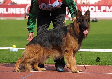 Chiot Elevage De La L Gende D Amarok Eleveur De Chiens Berger