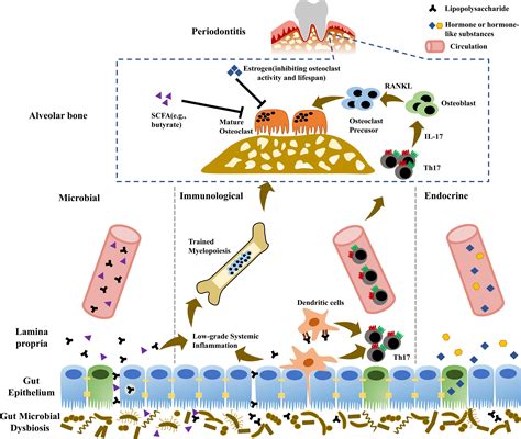 Frontiers Gut Bone Axis A Non Negligible Contributor To Periodontitis