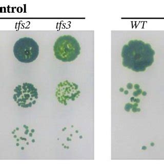 Simplified Growth Phenotype Of Wild Type WT And Tfs Mutants Of C