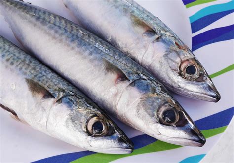 Mackerel Fish Supplier from Indonesia Seafood Products - Mackerel Fish Supplier, Indonesian ...