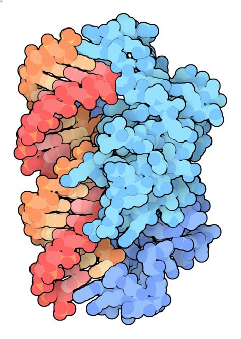 Pdb 101 Molecule Of The Month Small Interfering Rna Sirna