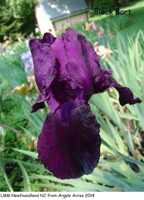 Black Bart Historic Iris Preservation Society