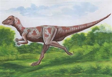 Micropachycephalosaurus - Alchetron, the free social encyclopedia