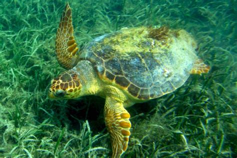 Loggerhead Sea Turtle Habitat Map